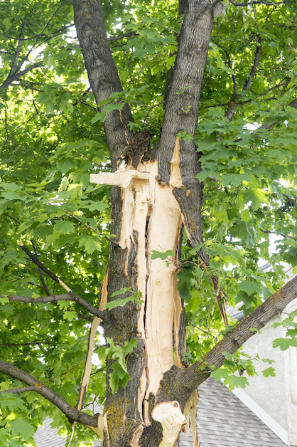 Tree Trunk Splitting From Lightning