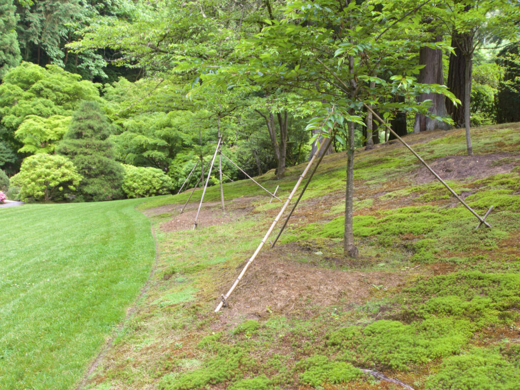 The Art of Tree Cabling