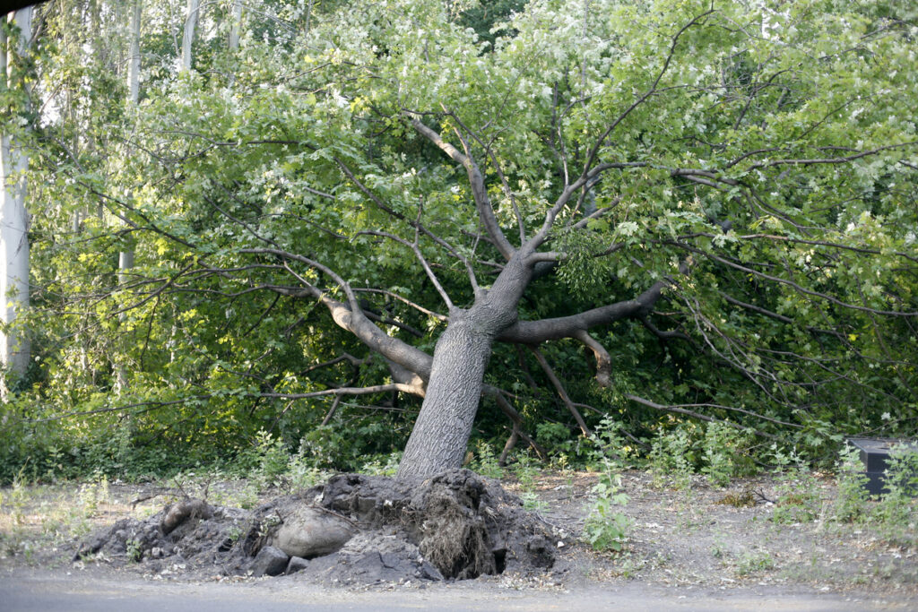 Johns-Creek-Fallen-Tree