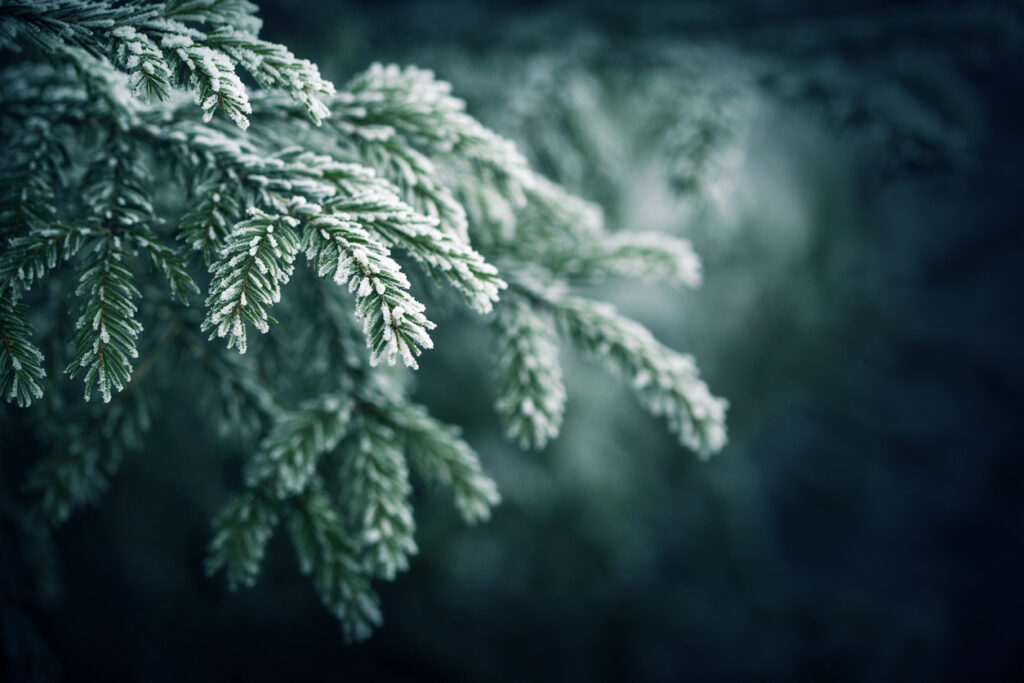 frost on spruce tree