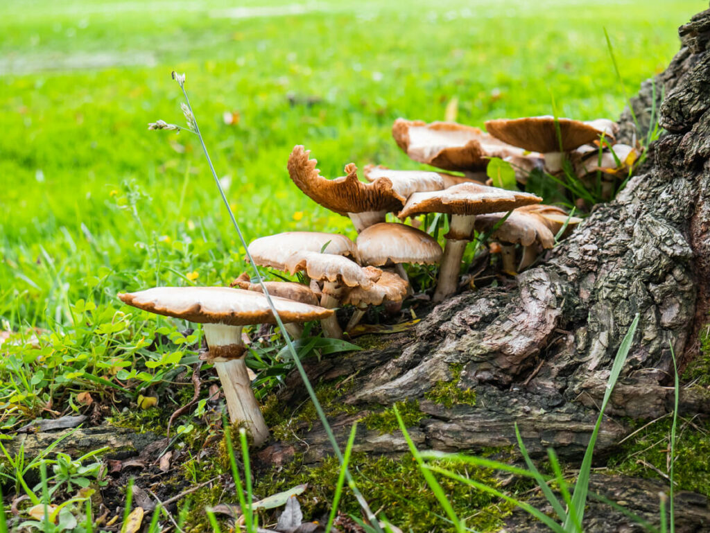 Mushroom or Shoestring Root Rot at base of tree