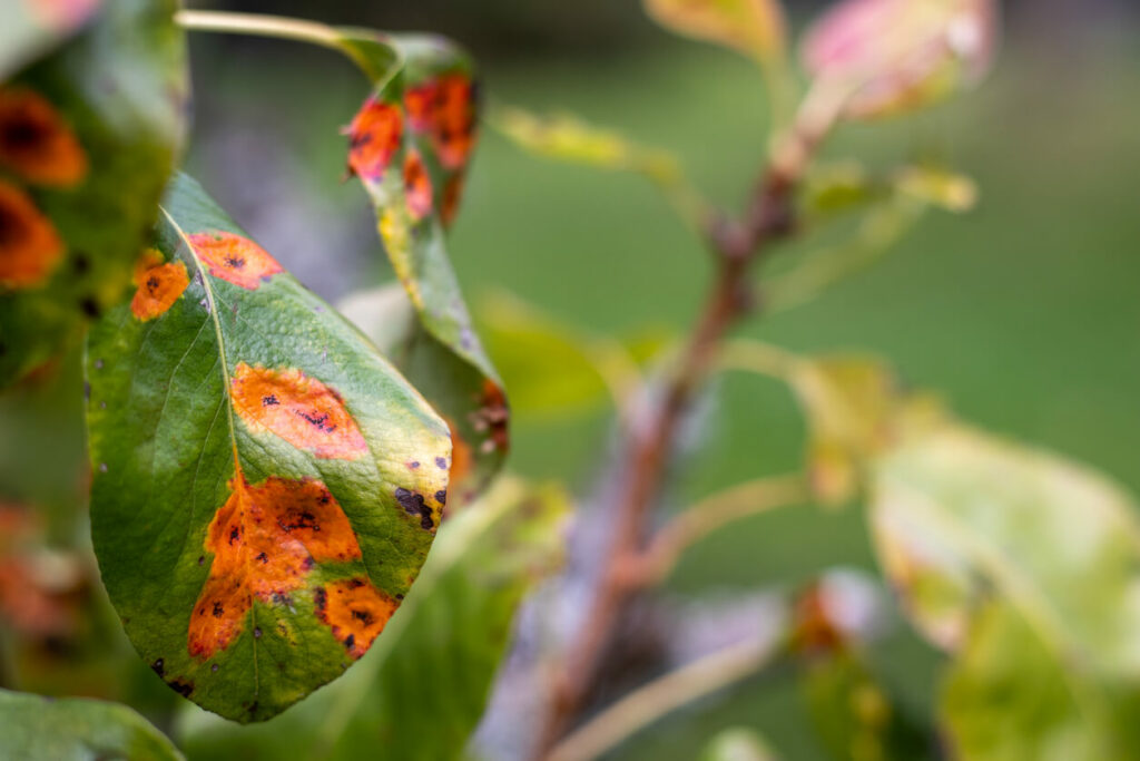 diseased tree leaves in Atlanta