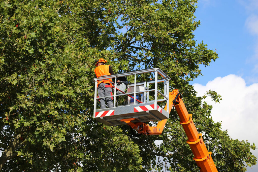 tree expert in cherry picker performing tree crown maintenance