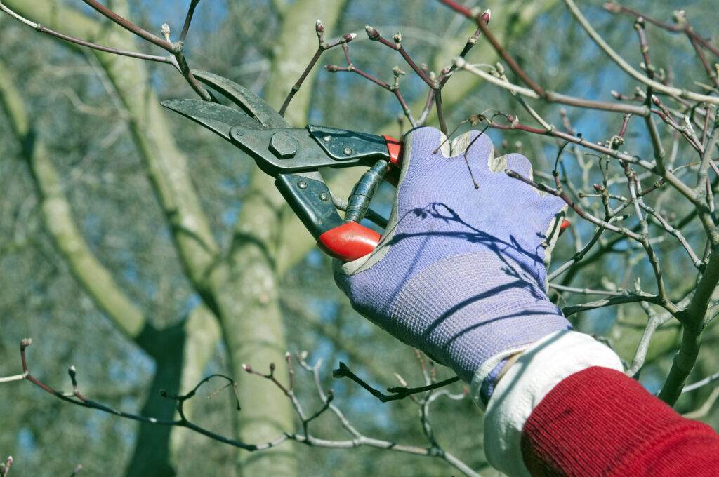 tree-being-pruned-in-Atlanta