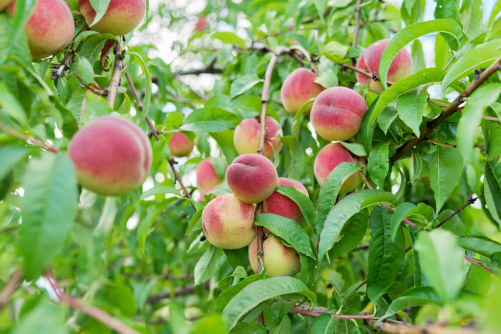 close-up-of-peaches-on-Georgia-Tree