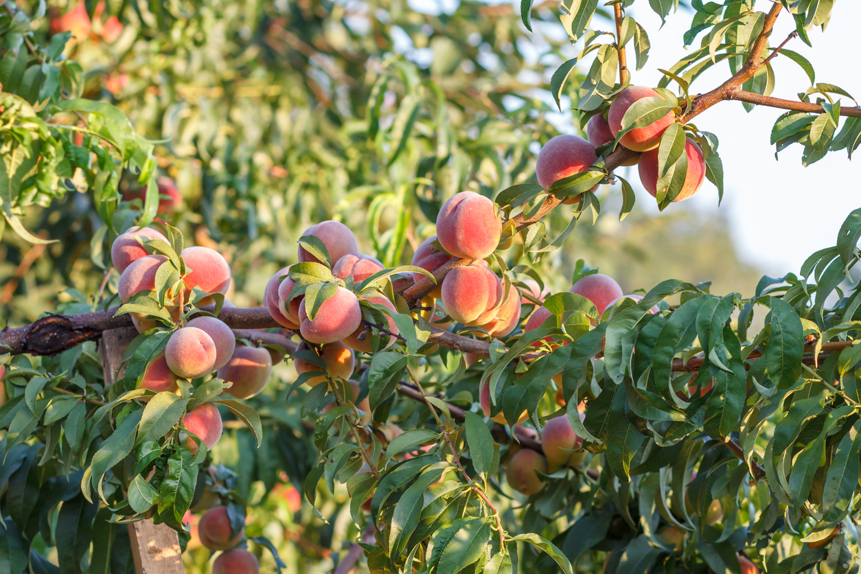 close up image of peaches growing on Georgia peach tree