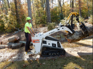 tree-professional-removing-tree-stump