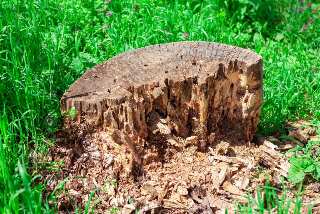 damaged-tree-stump-requiring-removal