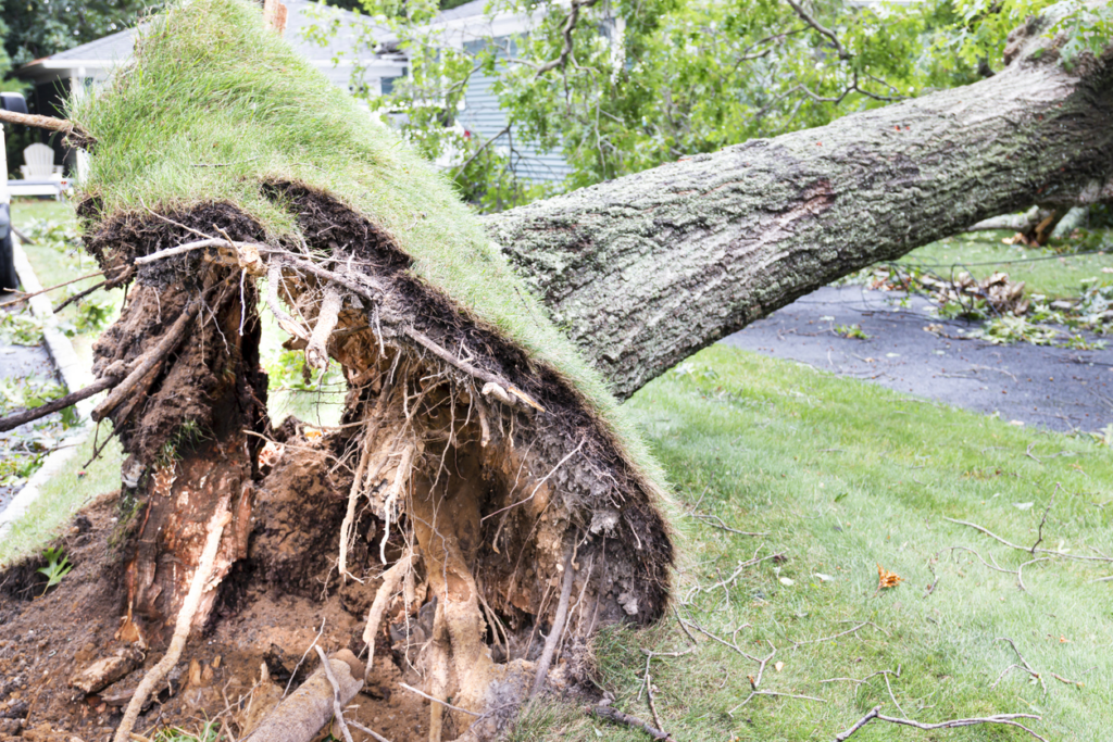 tree damaged due to being uprooted by tornado
