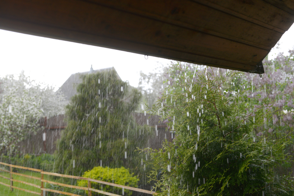 picture-of-trees-in-storm-taken-from-porch