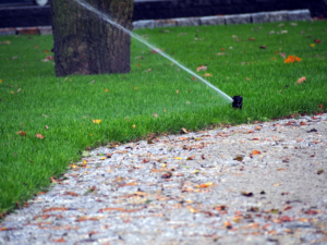 sprinkler watering tree in the fall