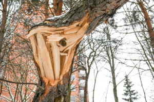 hazardous tree that broke in Atlanta requiring tree service