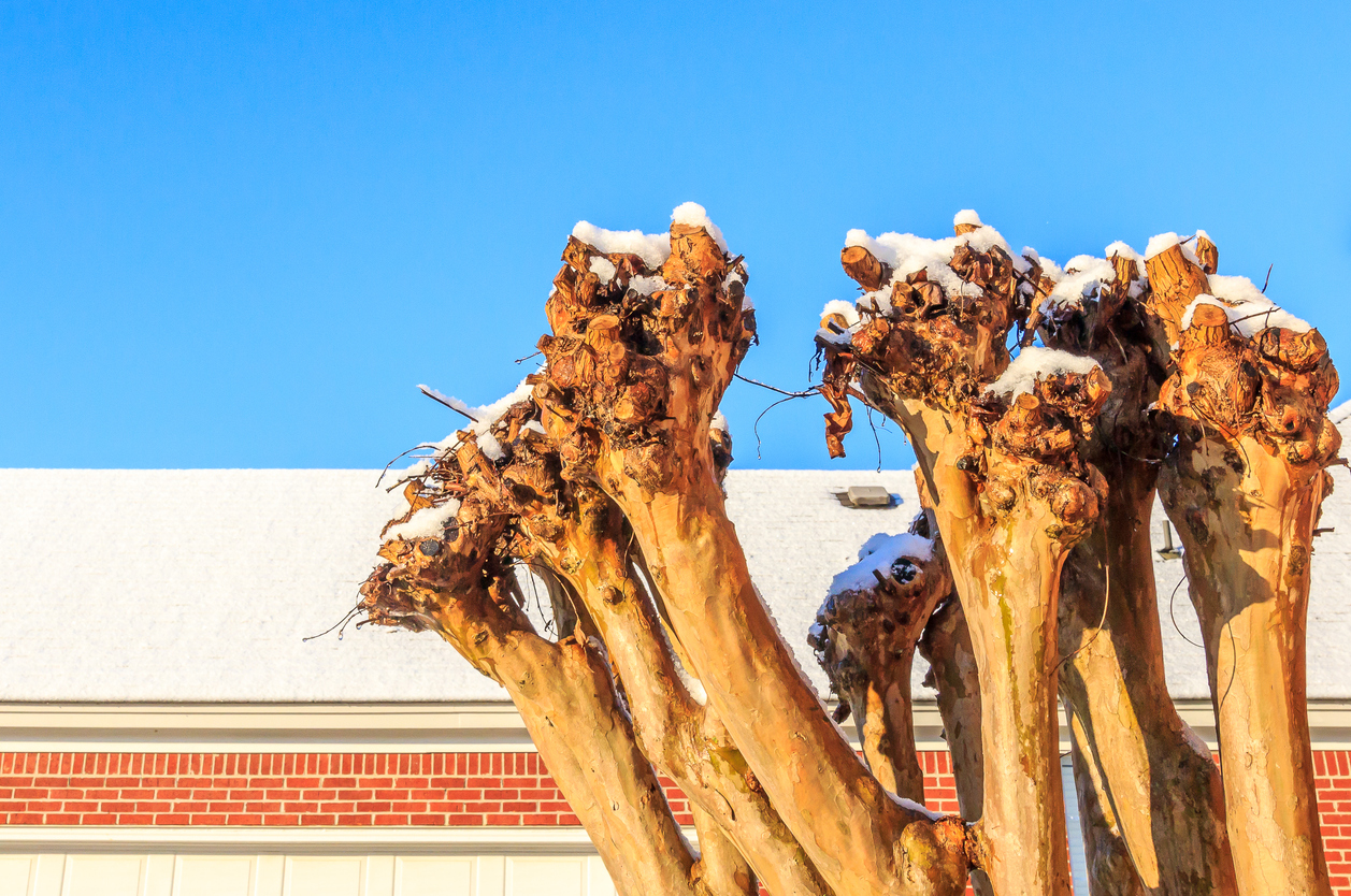 tree-pruned-for-winter