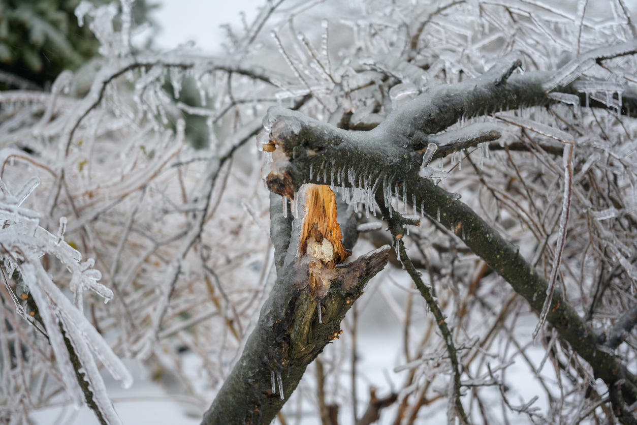 winter-tree-damage-after-Atlanta-ice-event