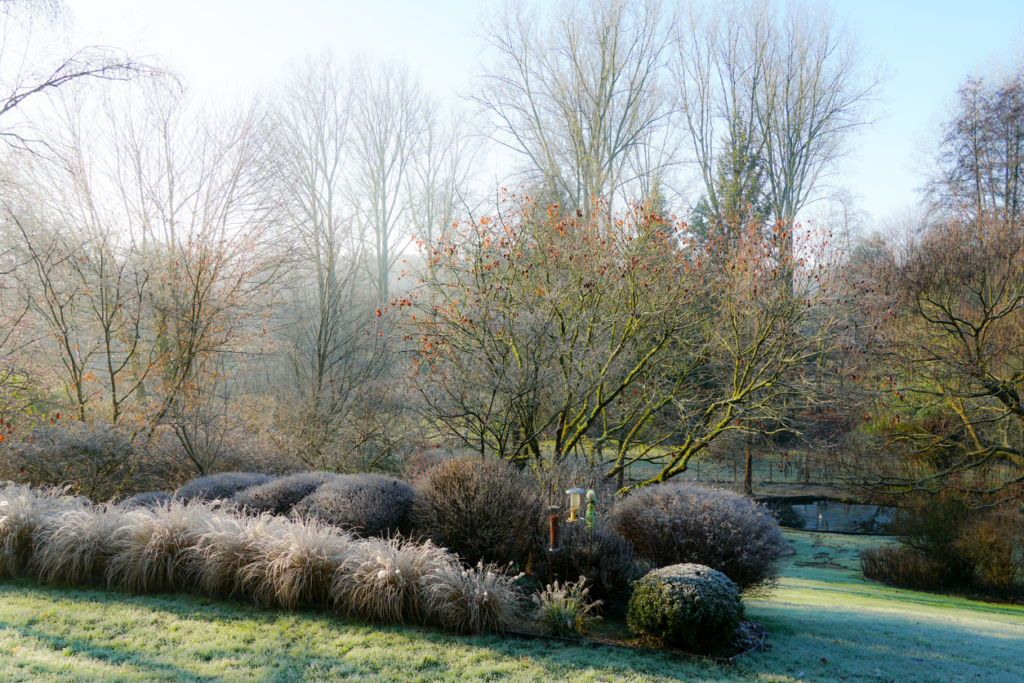 trees-during-winter