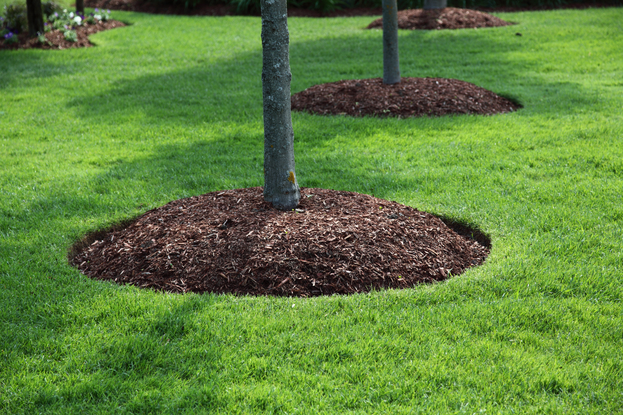 Ideal distance for planting trees on property