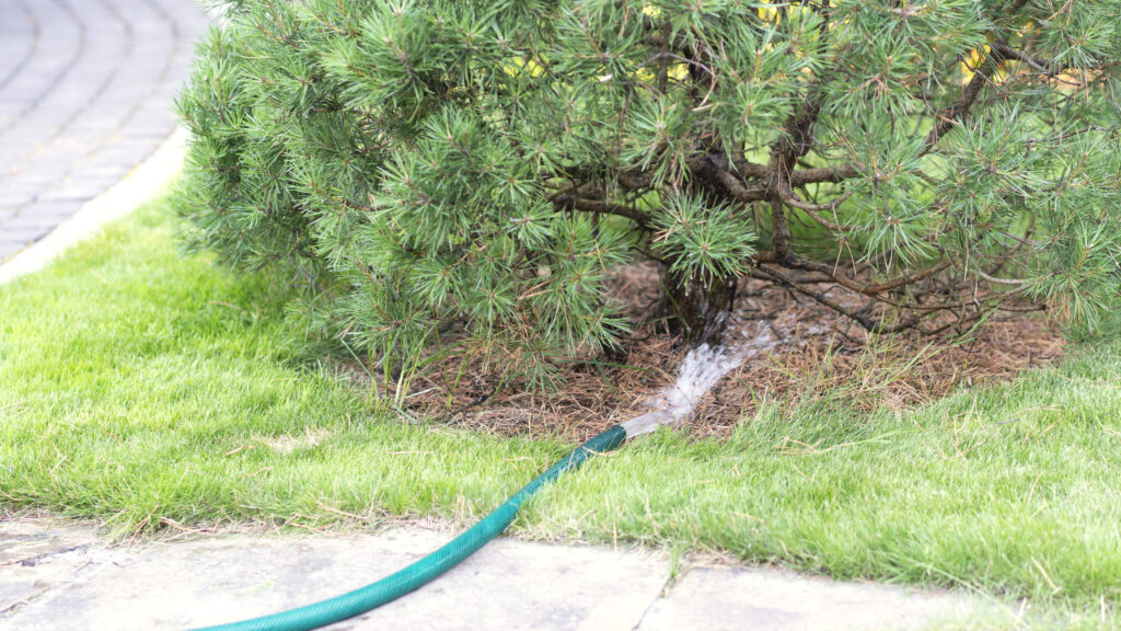 protecting your trees and shrubs during drought