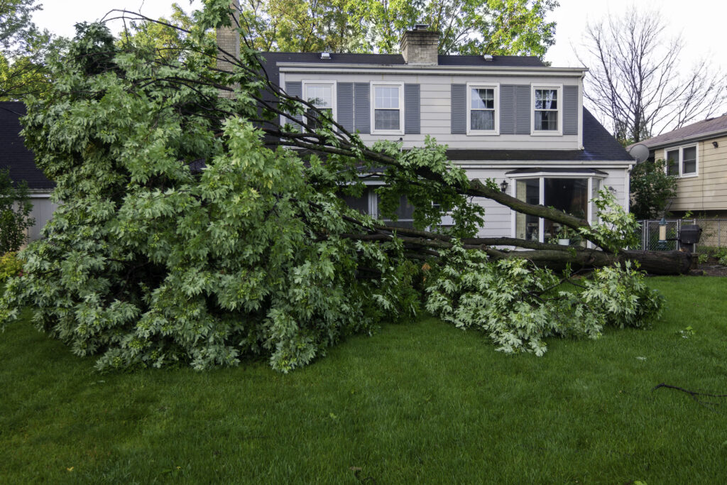 determining who is responsible for a fallen tree