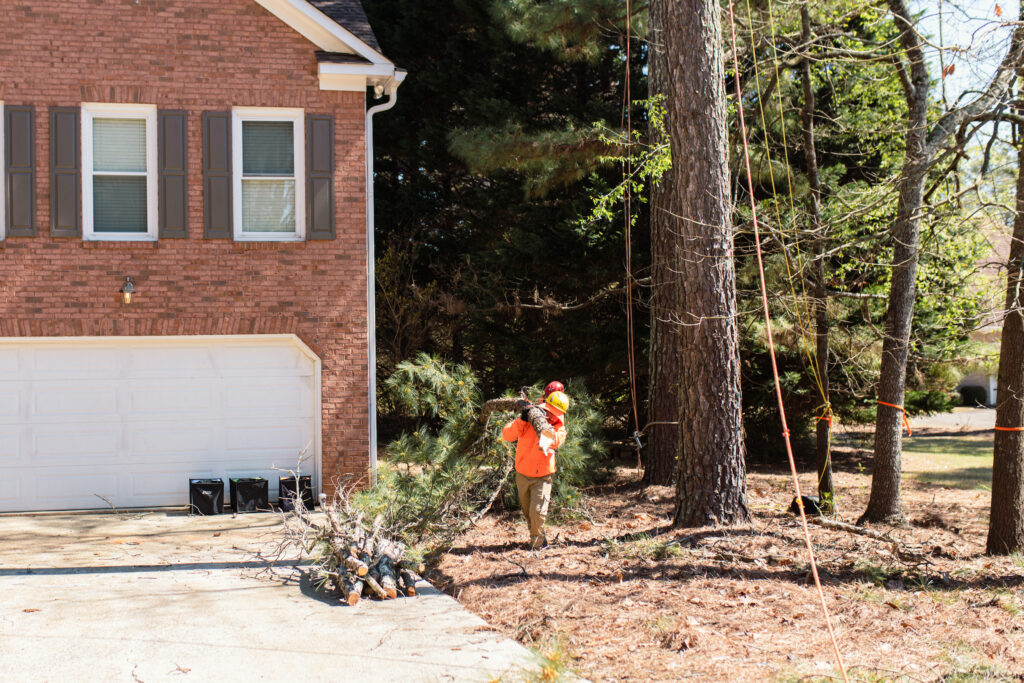 tree removal to avoid potential hazards