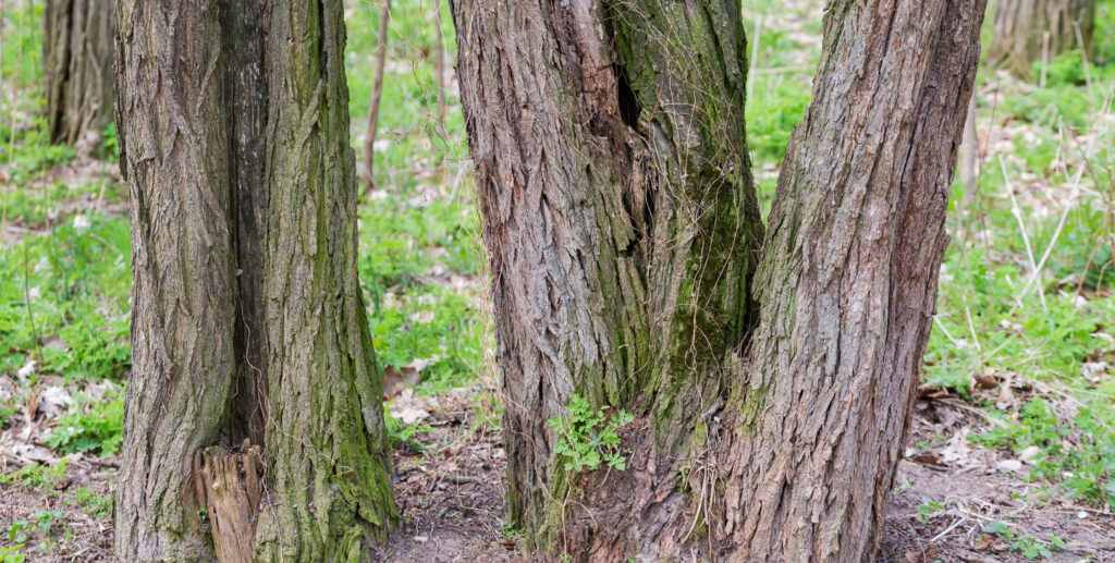 Decaying Tree Care