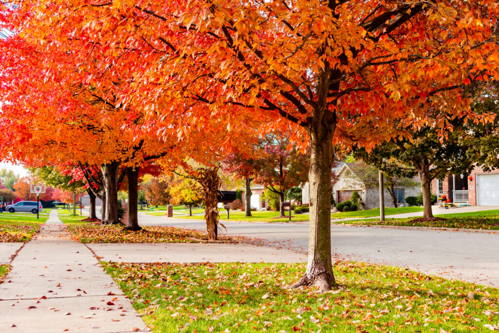 atlanta-trees-in-the-fall