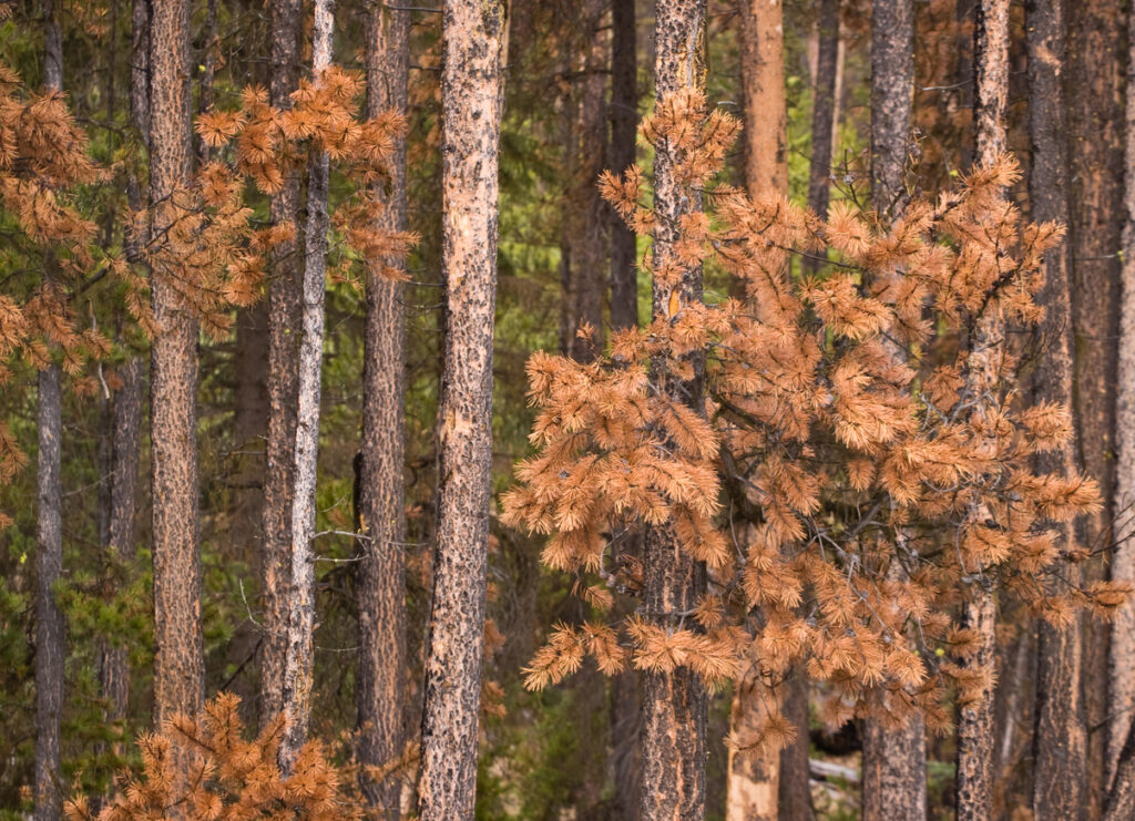 pine-beetles-in-georgia