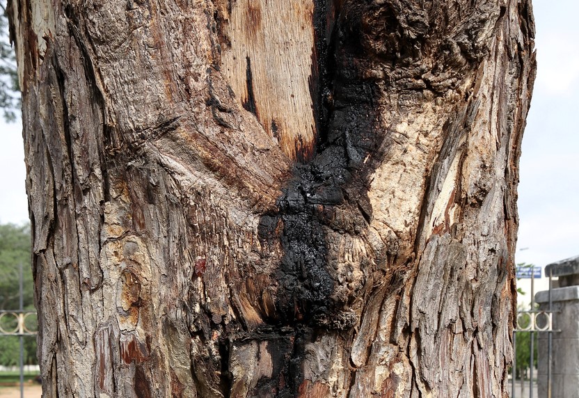 Hypoxylon Canker on tree trunk