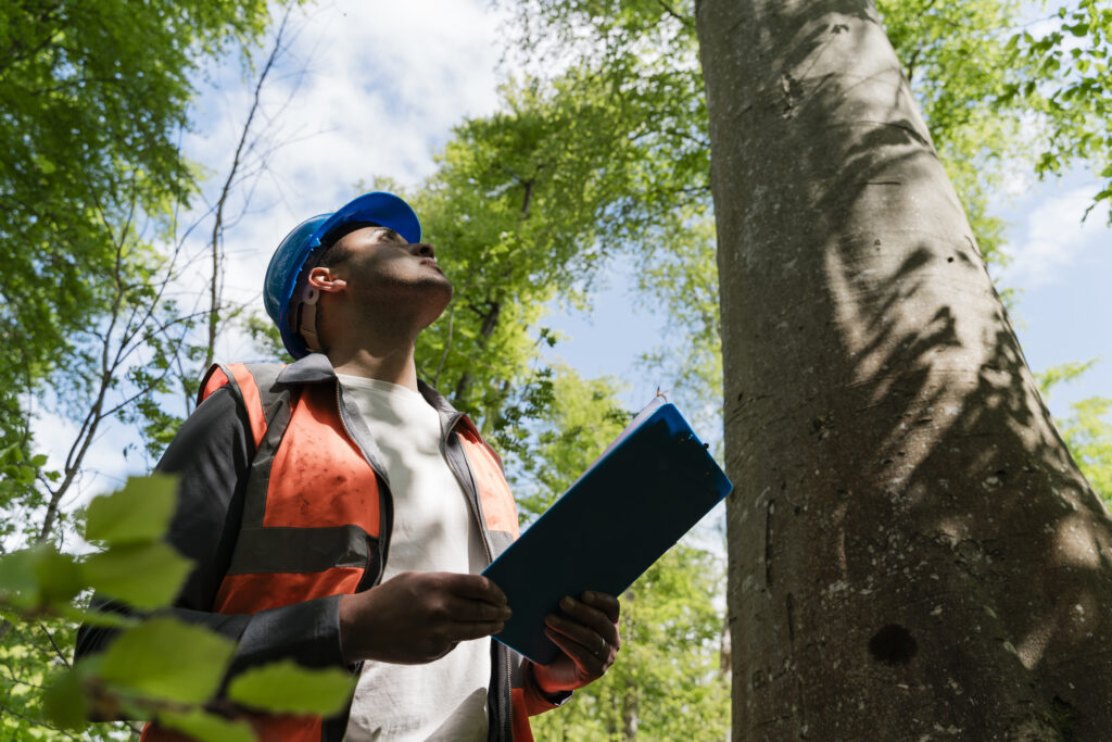 tree-maintenance-in-Atlanta