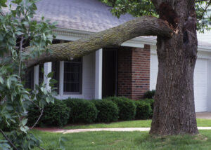 broken-tree-limb-in-atlanta-yard-after-summer-storm