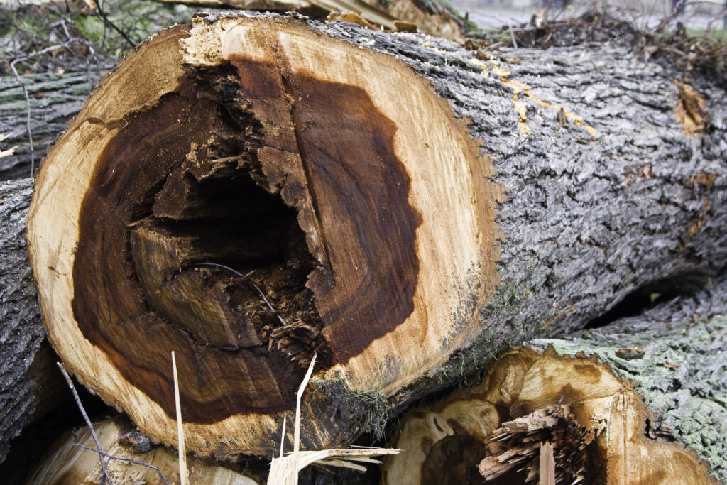 elm-tree-with-disease