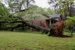 fallen-tree-down-in-front-yard