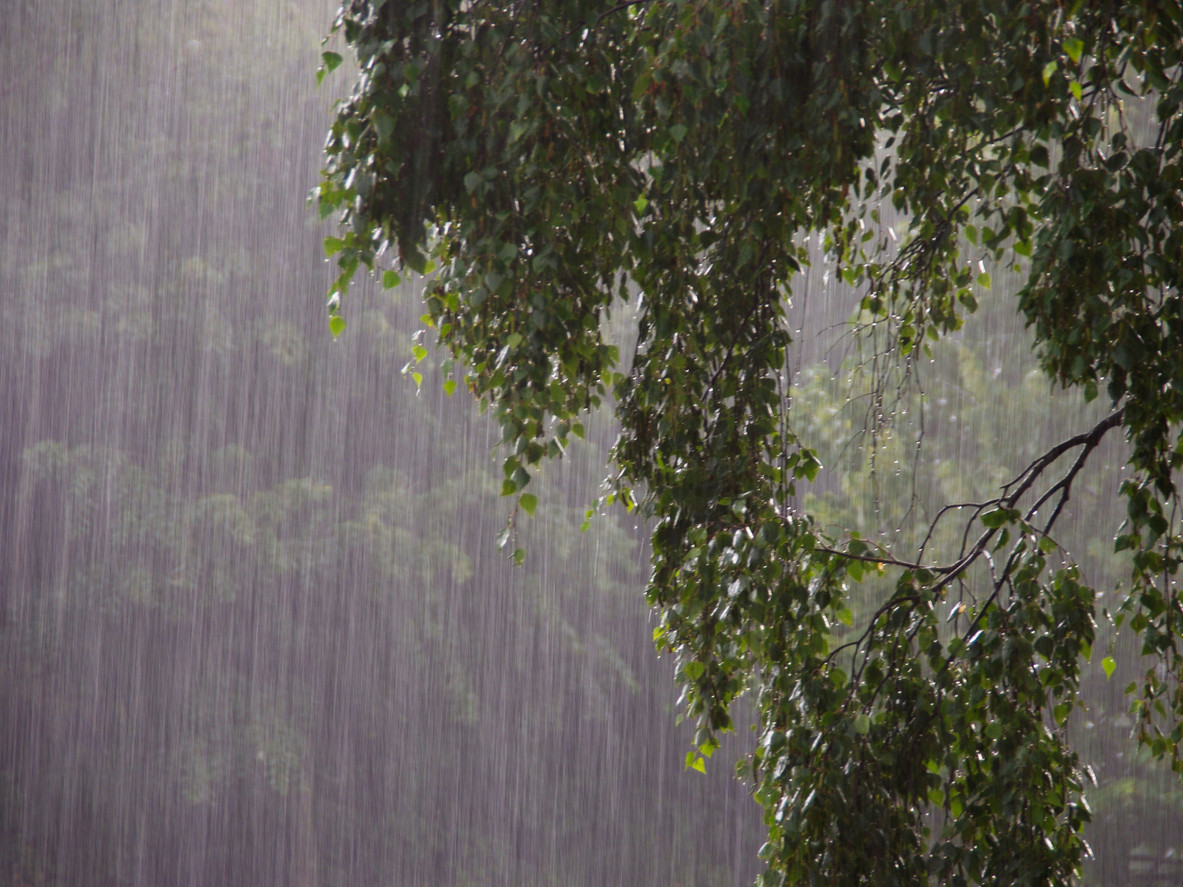 Rain heavy rain falling on mature tree
