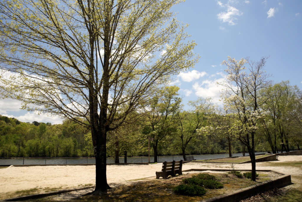 atlanta-historic-tree