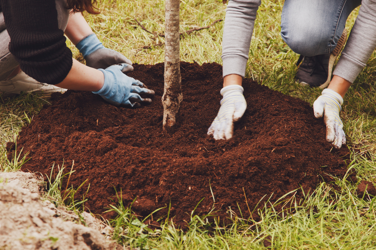 How Far Away To Plant Trees From Your Home