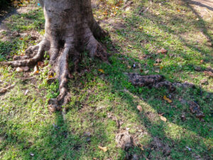 mature tree with root system