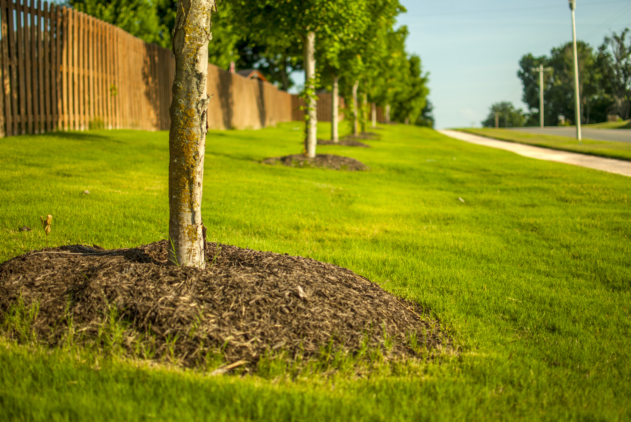 mulching is essential for healthy trees