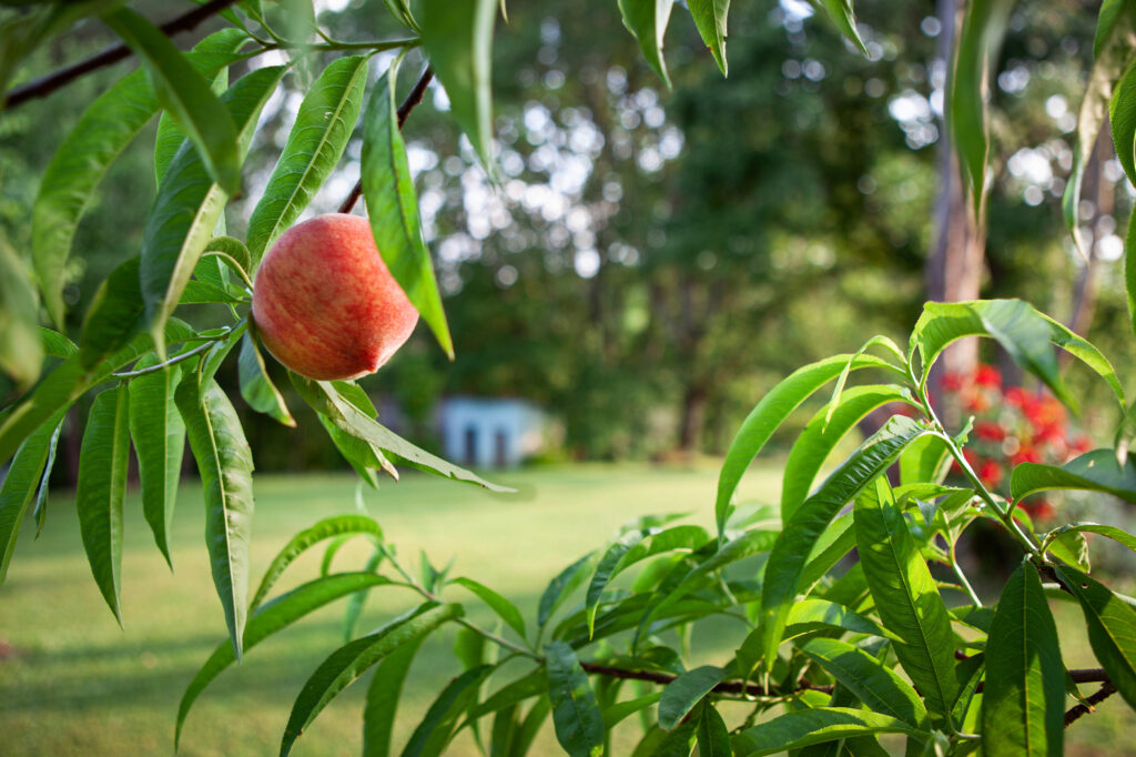 peach-tree-atlanta-GA