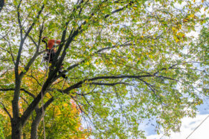 professional arborist removing tree branches from a tall tree