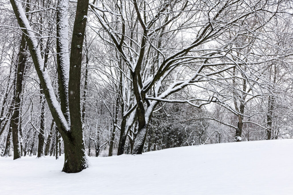 snow-covered-trees-in-Atlanta-park