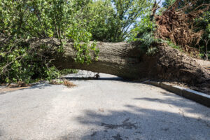 tree-damage-in-Atlanta-park-following-storm