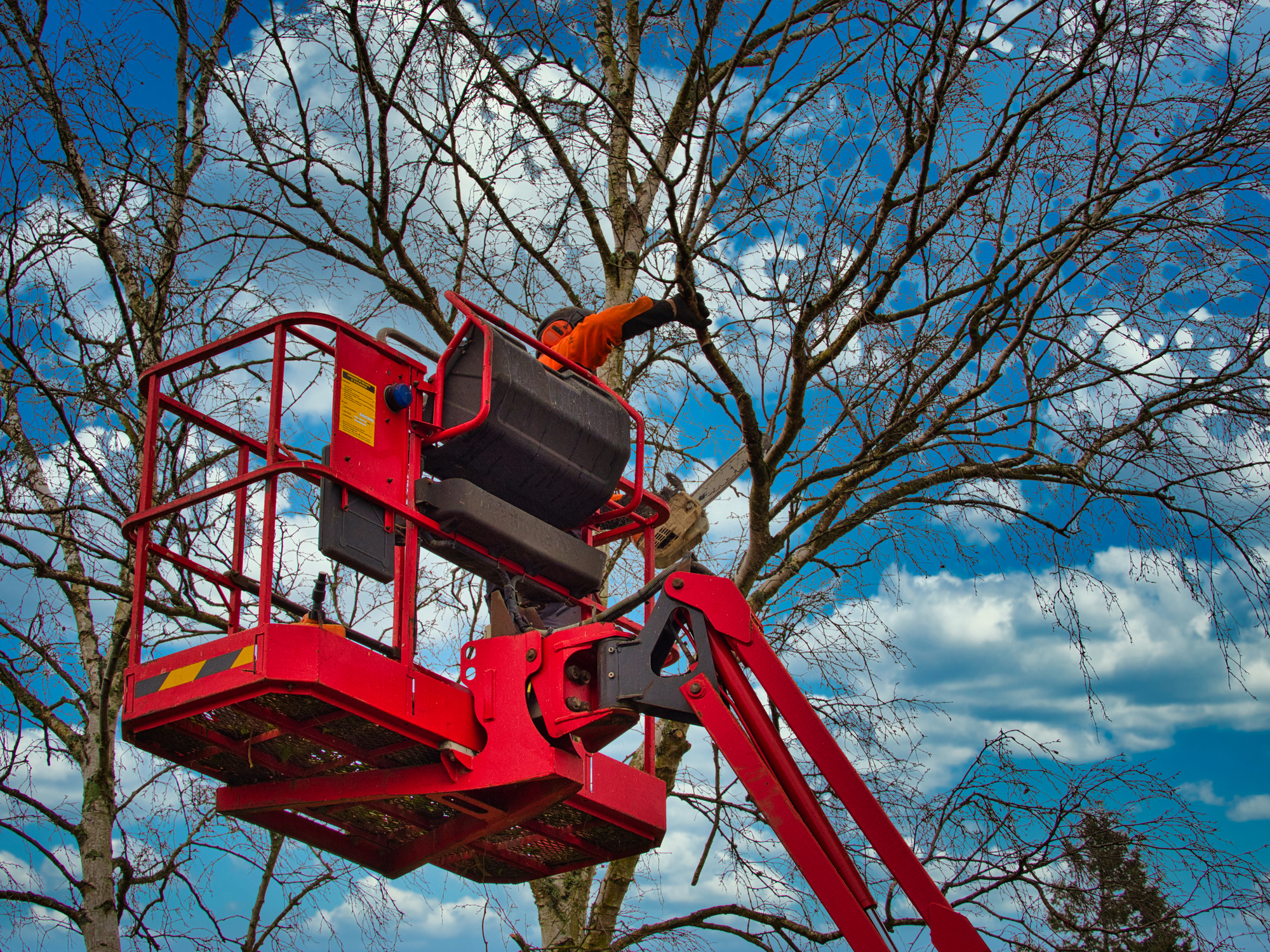 tree-being-pruned-by-employee-in-cherry-picker