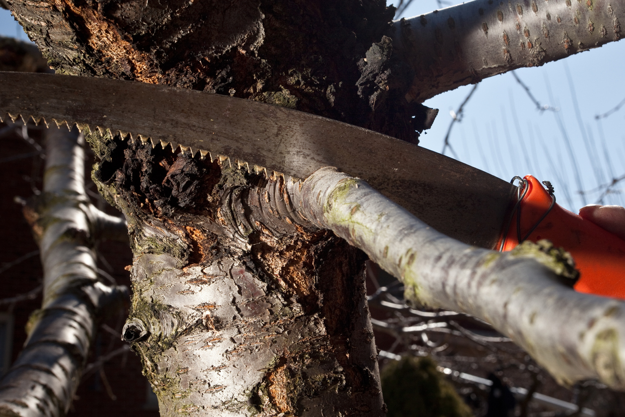 tree-being-pruned-with-saw